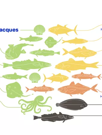 Rapport scientifique « Bilan 2024 sur les ressources halieutiques débarquées par la pêche française hexagonale en 2023 »