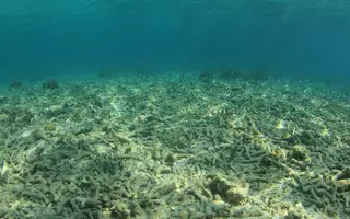 Blanchiment de corail sous l'eau