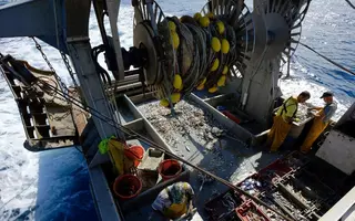 Tri de la pêche sur le Notre Dame De La Garde II, projet Obsmer