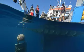 Lors des campagnes de surveillance de la contamination chimique tous les 3 ans, les plongeurs disséminent environ 250 poches de moules dans les eaux côtières françaises de Méditerranée. Ces coquillages « sentinelles » s’imprègnent ainsi de leur environnement chimique pendant 2 à 3 mois