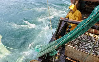 Pêche au chalut de fond à bord d'un bateau de pêche professionnelle