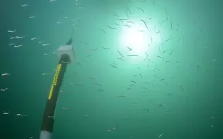 Banc de poissons entourant un flotteur ARVOR