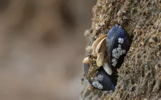 Colonisation de récifs d'hermelles par des moules