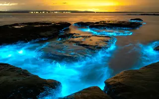 Bioluminescence en Australie