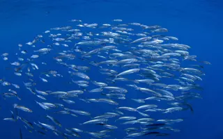 Balle de sardines près de la surface