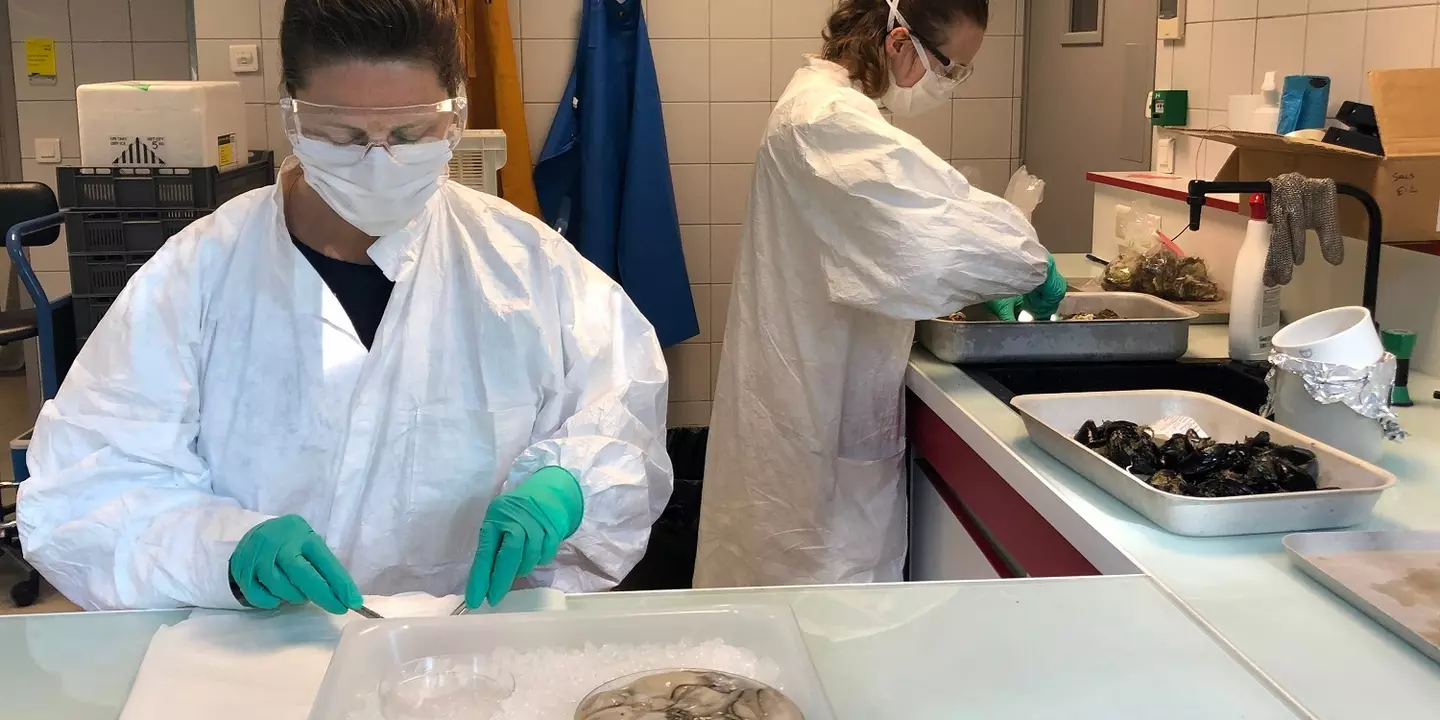 Au centre Atlantique de l’Ifremer : dissection des mollusques prélevés sur les trois façades maritimes françaises avant d'analyser leurs tissus pour savoir s'ils sont porteurs de traces du SARS-CoV-2