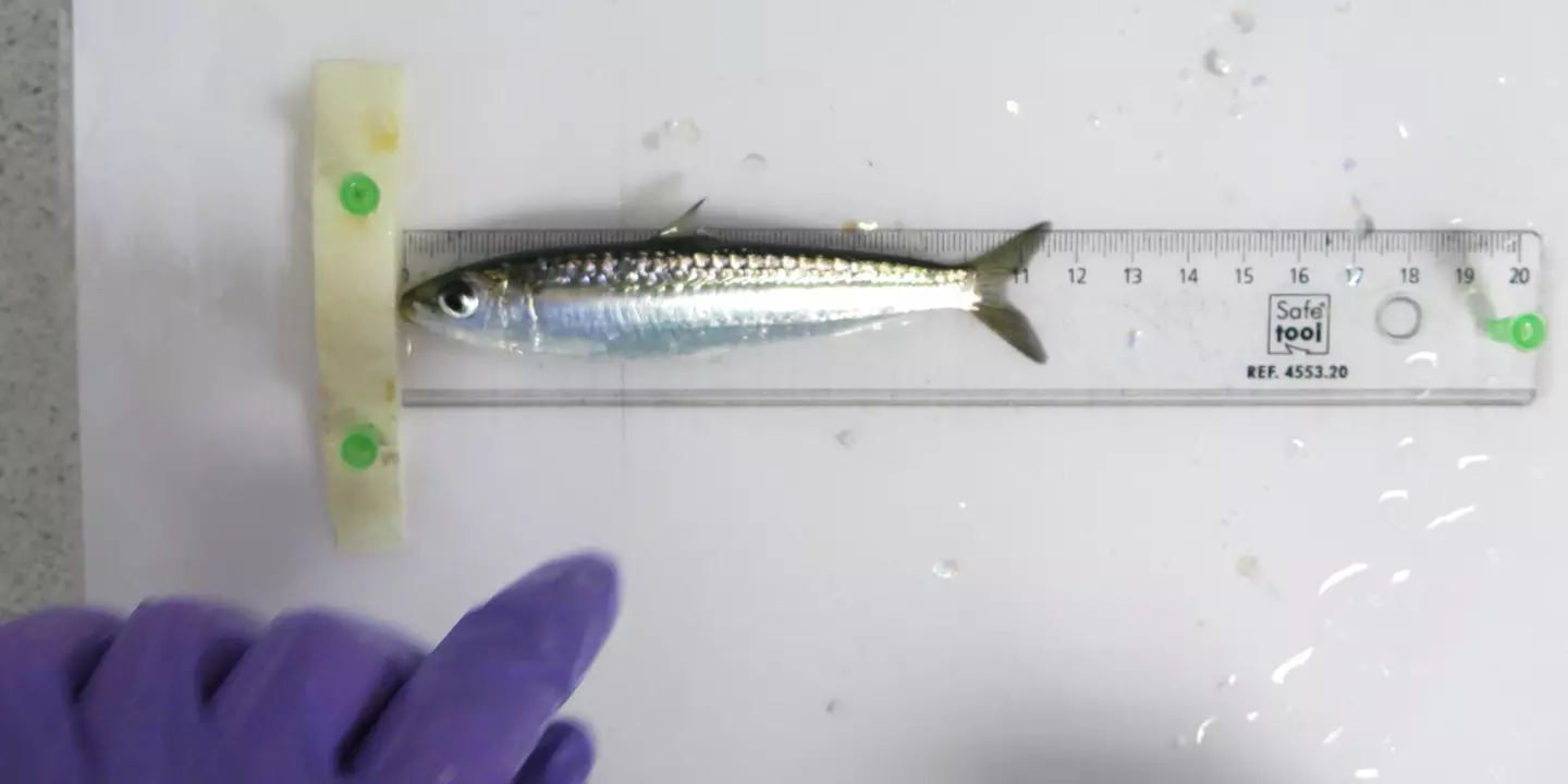 Sardine mesurée avec une règle