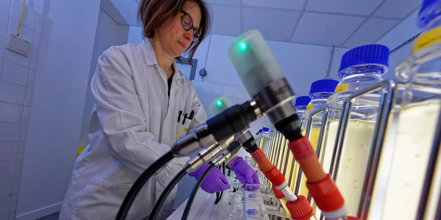 Les chercheurs de l'Ifremer cultivent les microalgues sur un banc de phénotypage. Ce dispositif de physiologie expérimentale est développé par le laboratoire de physiologie et biotechnologie des algues, basé sur le centre Ifremer Atlantique à Nantes.