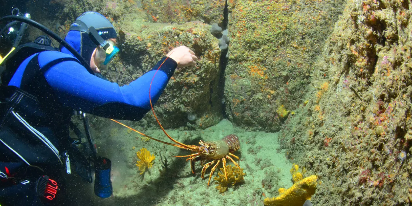 Suivi d'abondance de la langouste rouge en plongée le long de transects.