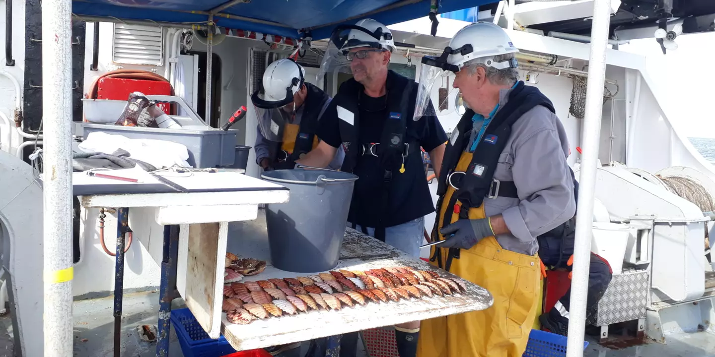 Tri des coquilles Saint-Jacques sur un navire