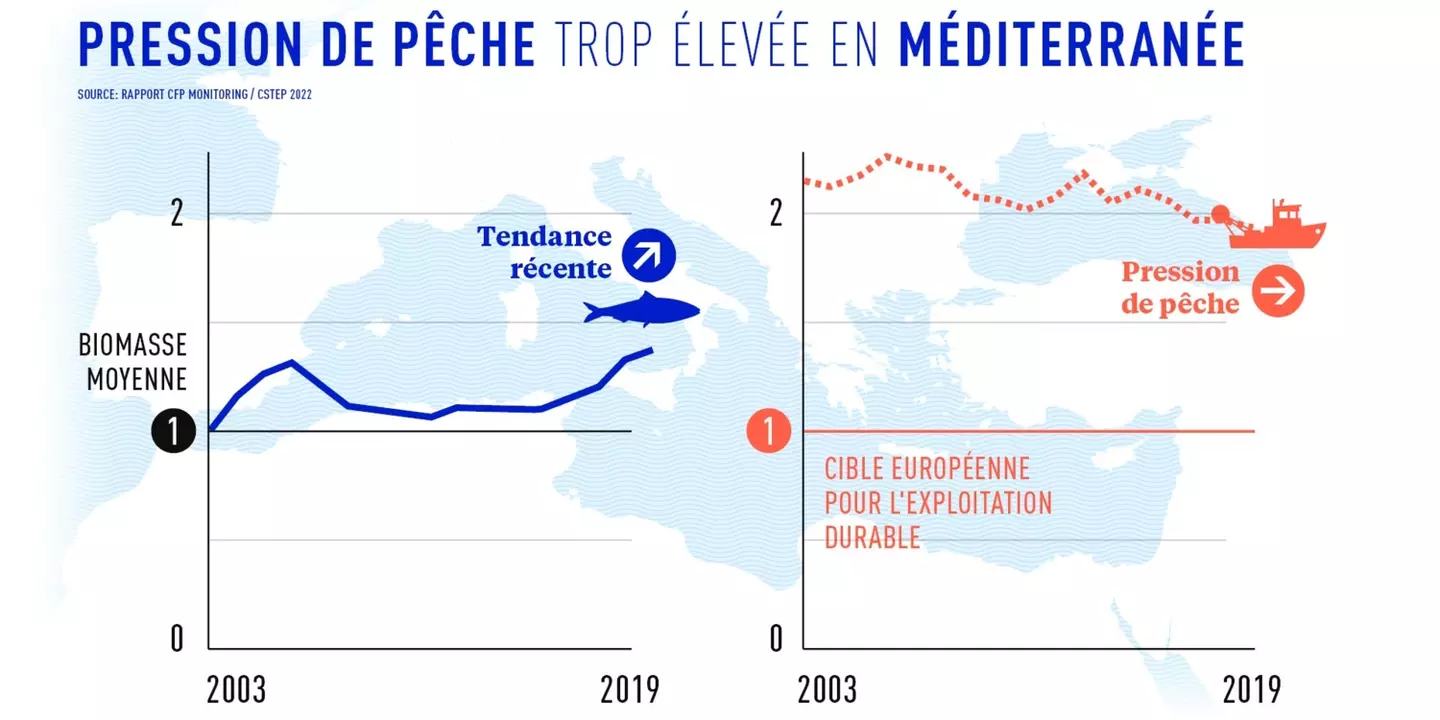 Trop de surpêche en Méditerranée