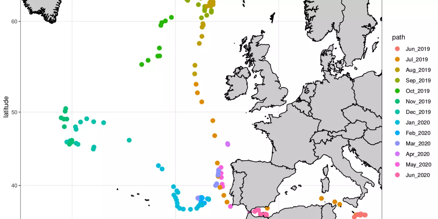 Schéma de trajets de thons rouges marqués