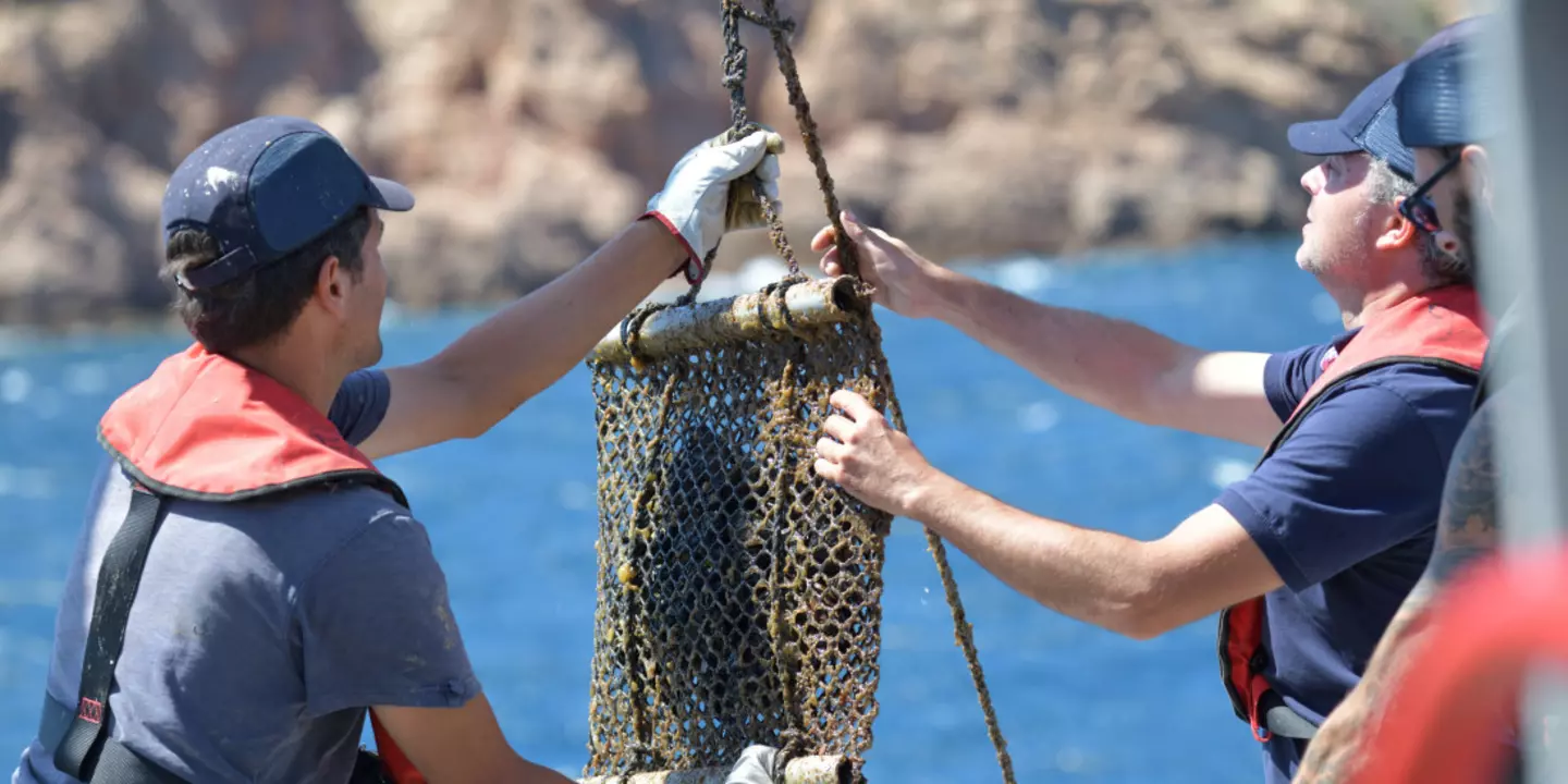 Après 2 à 3 mois passées dans l’eau, toutes les poches de moules sont récupérées lors d’une seconde mission en mer