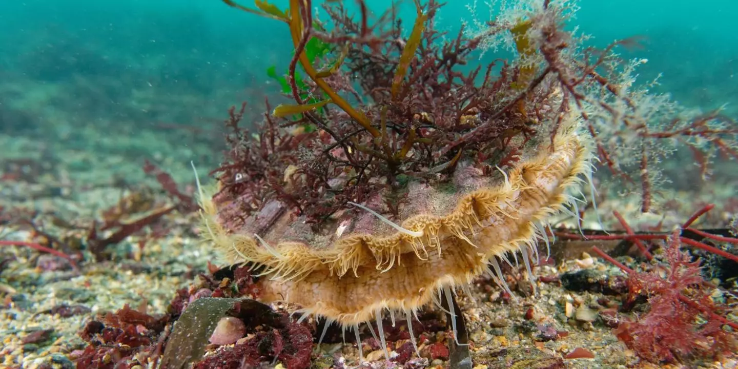 Camouflage par mimétisme d'une coquille Saint-Jacques