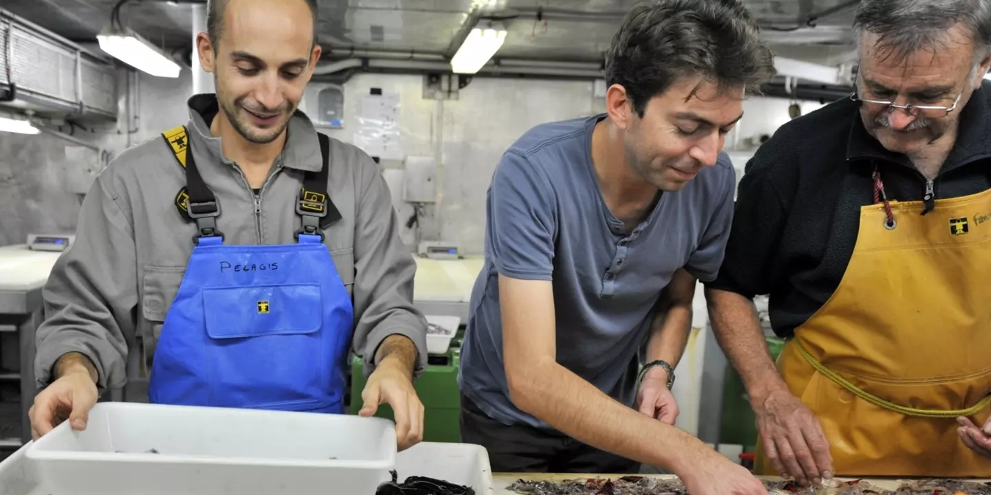 Dans la salle de tri dans le Thalassa, le personnel de l'Ifremer range les poissons par espèce