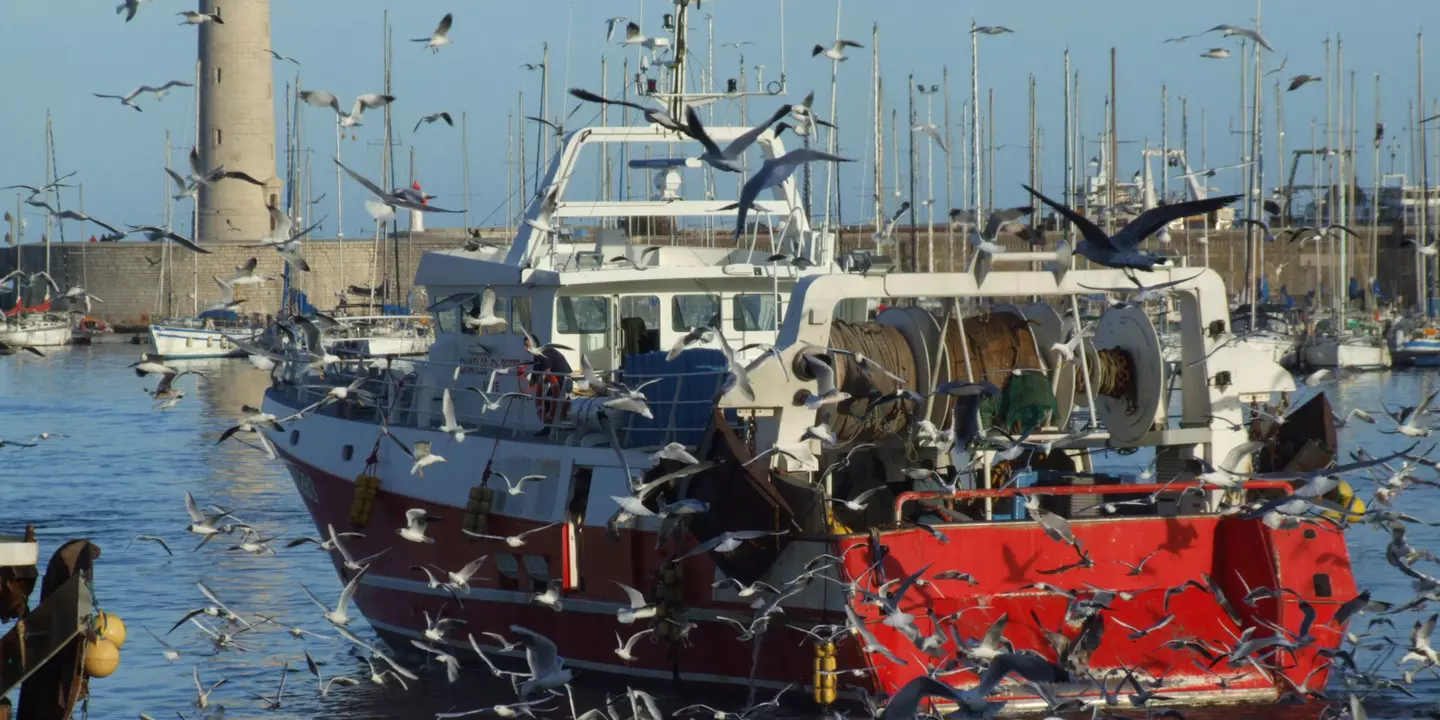 L’Ifremer a pu effectuer un bilan sur l’impact du Covid sur les bateaux de plus de 12 m