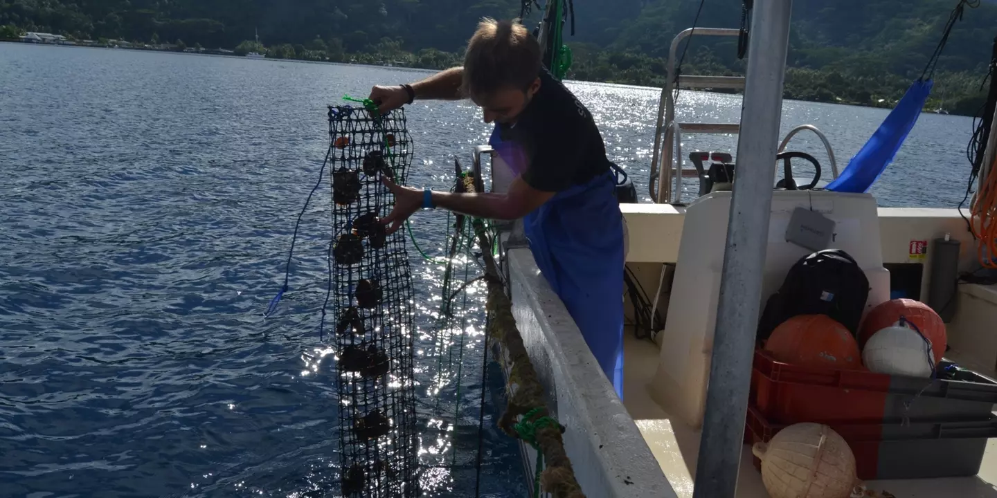 Huîtres mises à l'eau depuis le bateau