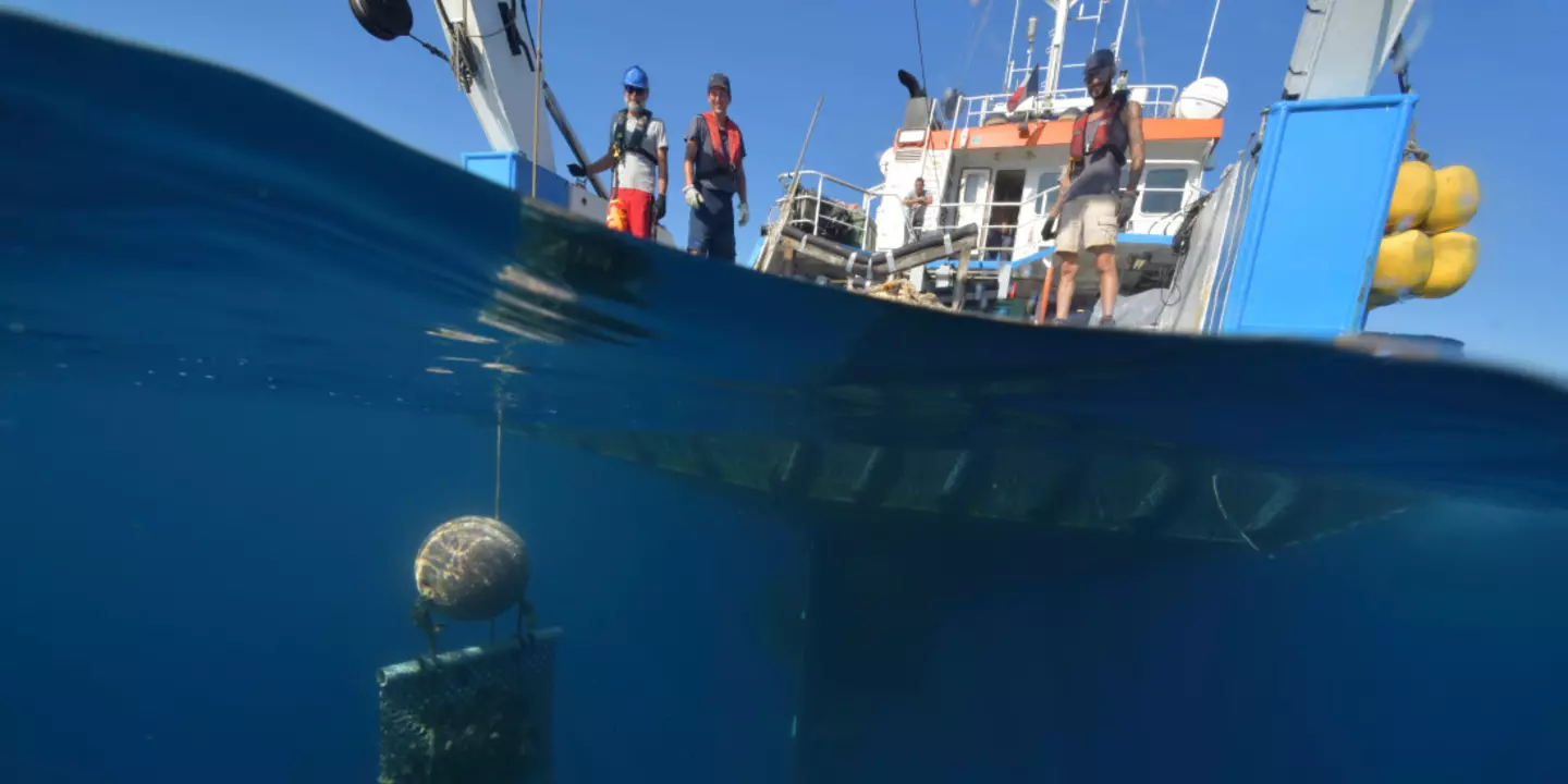 Lors des campagnes de surveillance de la contamination chimique tous les 3 ans, les plongeurs disséminent environ 250 poches de moules dans les eaux côtières françaises de Méditerranée. Ces coquillages « sentinelles » s’imprègnent ainsi de leur environnement chimique pendant 2 à 3 mois