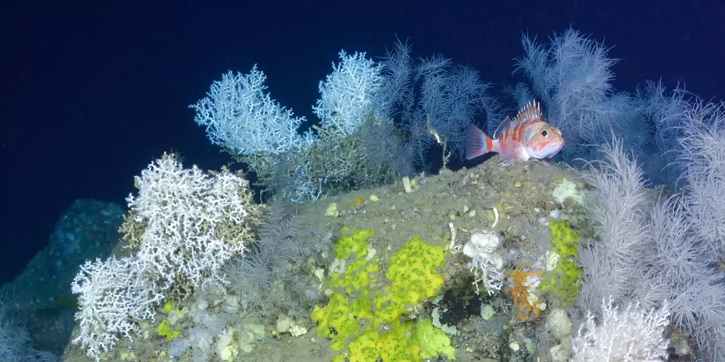 Sébaste (Helicolenus dactylopterus) entouré de coraux d'eau froide photographié par le HROV Ariane en 2017