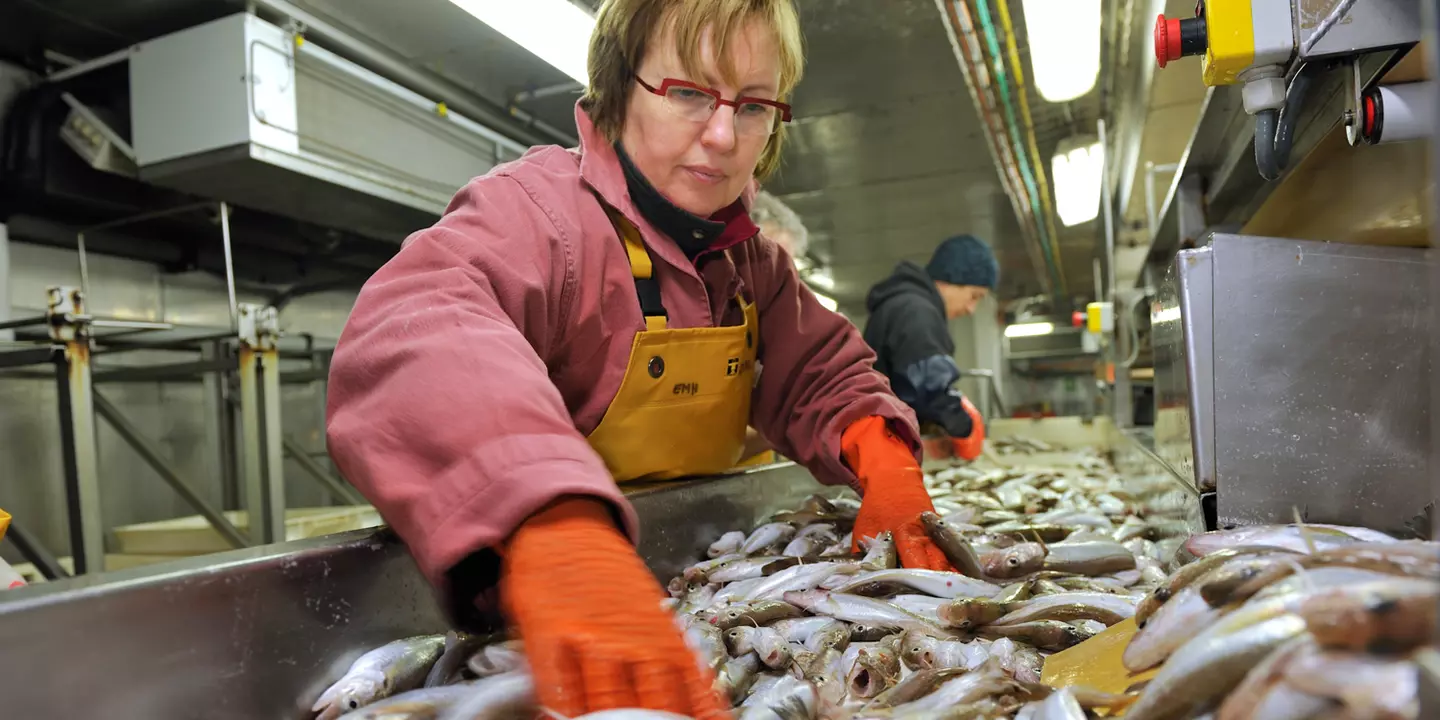 Travail en salle de tri sur le Thalassa