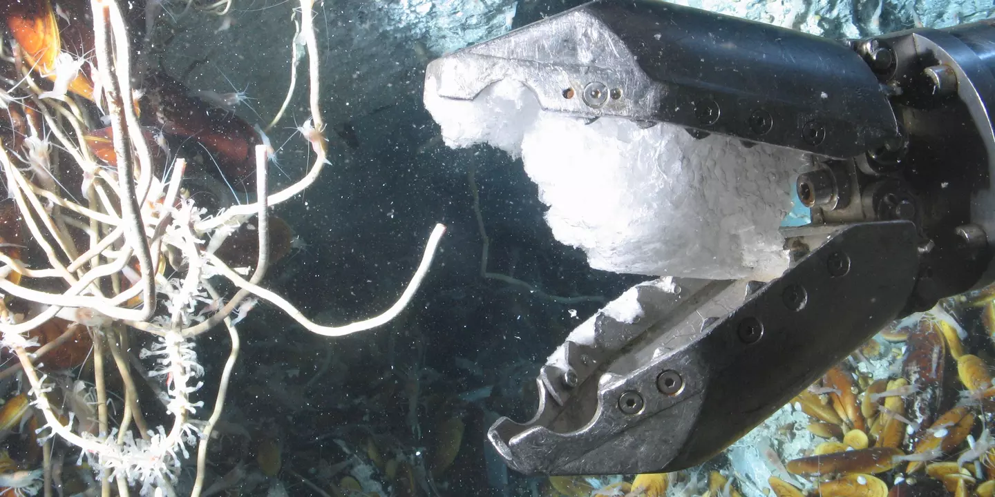 Pince avec un élément blanc, prise de vue sous l'eau.