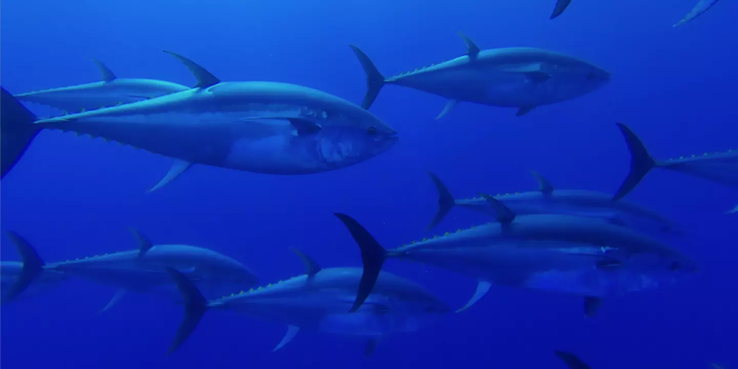 Banc de thons rouges (Thunnus thynnus) en Méditerranée