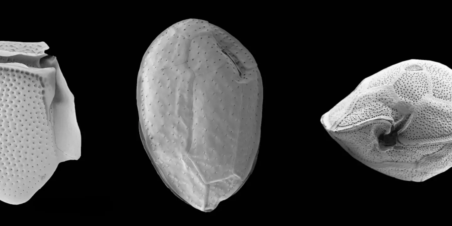 De gauche à droite : Dinophysis acuta, Ostreopsis cf. ovata et Gambierdiscus caribaeus. Ces trois microalgues toxiques ont des impacts sur la santé et les activités humaines