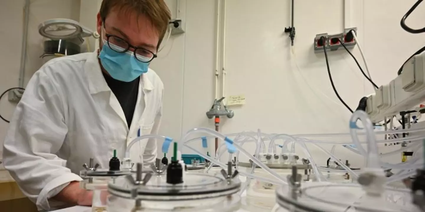 Les scientifiques ont fait grandir des jeunes huîtres creuses en présence de composés chimiques issus de pneus