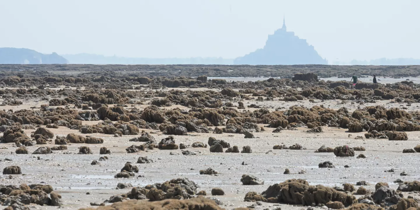 Dans la Baie du Mont-Saint-Michel, les récifs créés par les hermelles occupent plus d’une centaine d’hectares et culminent à plus de 2 mètres de haut, ce qui en fait la plus grande construction animale d’Europe