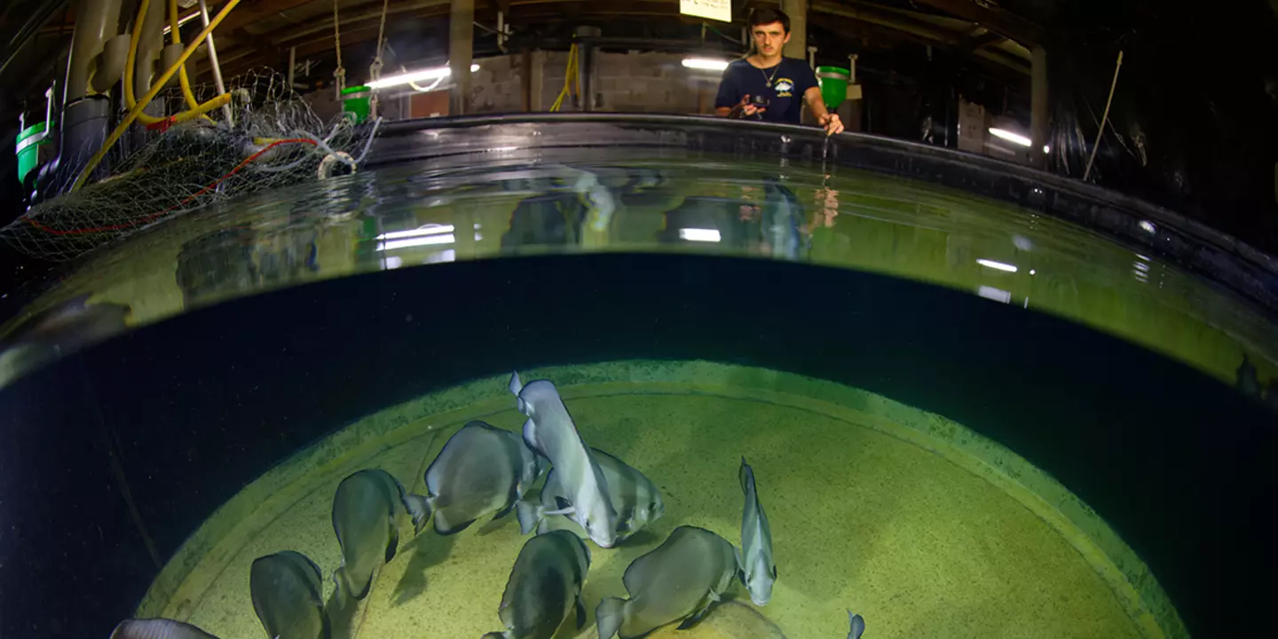 Le Platax orbicularis ou paraha peue est un poisson très consommé localement