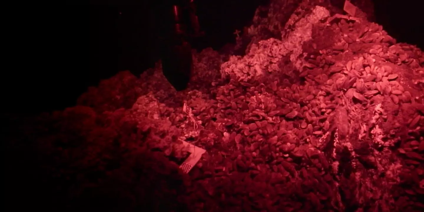 Prélèvement de modioles effectué sur Tour Eiffel par le ROV Victor6000, sous lumière rouge