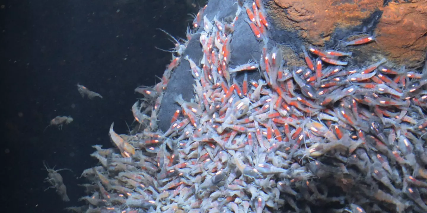 Rimicaris exoculata (adultes vers le bas et juvéniles, caractérisés par leur couleur rouge vif, sur le haut de la cheminée) prises en photo sur le mont hydrothermal de TAG, sur la dorsale médio-atlantique, durant la campagne Bicose 2