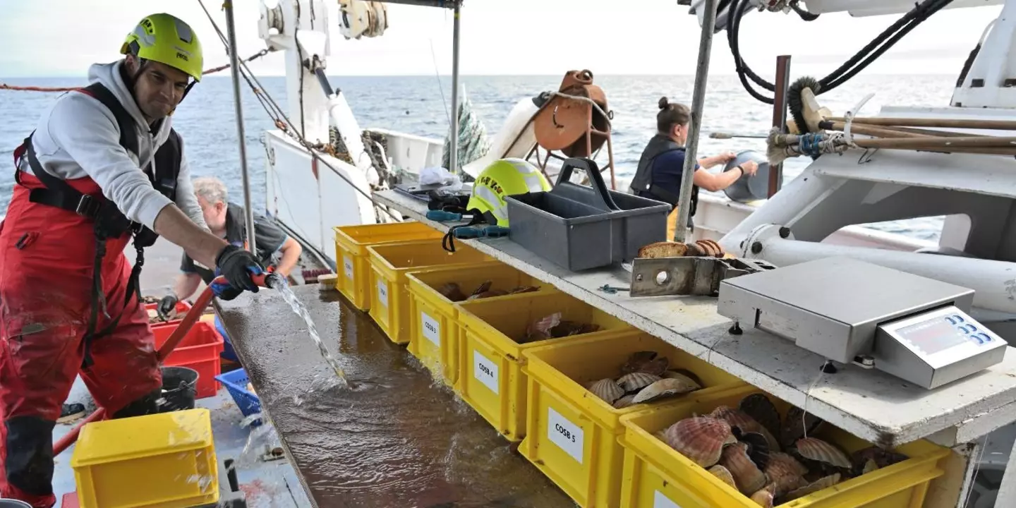 Une fois ramenées sur le pont du Thalia, les coquilles Saint-Jacques sont mesurées et triées par taille par l'équipe scientifique de la campagne COSB