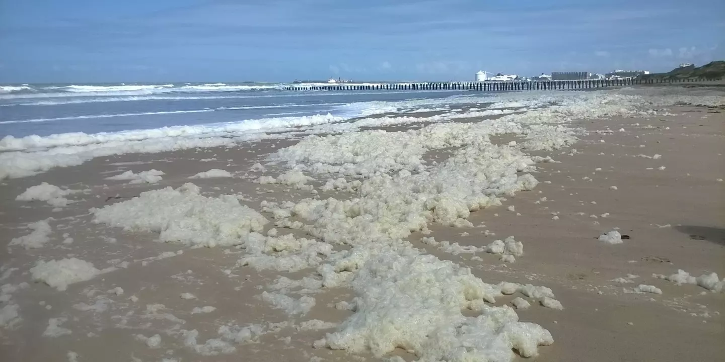 Accumulations de mousses de Phaeocystis globosa sur les plages des Hauts de France observées en mai 2019