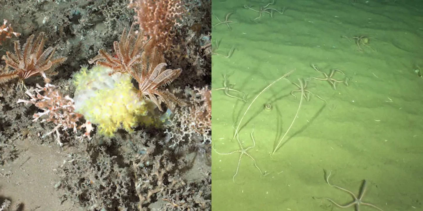 À gauche : Récif corallien du canyon de la Petite Sole, dans le golfe de Gascogne photographié lors d’une plongée du ROV Victor 6000. À droite : fonds de pennatules dans le Golfe de Gascogne.