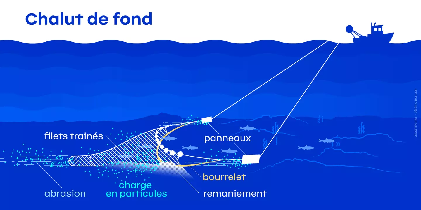 Infographie des types d’impacts occasionnés par le passage d’un chalut de fond à panneaux