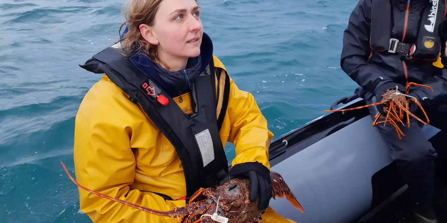 Marquage de langoustes rouges en Manche en décembre 2022 FISH INTEL