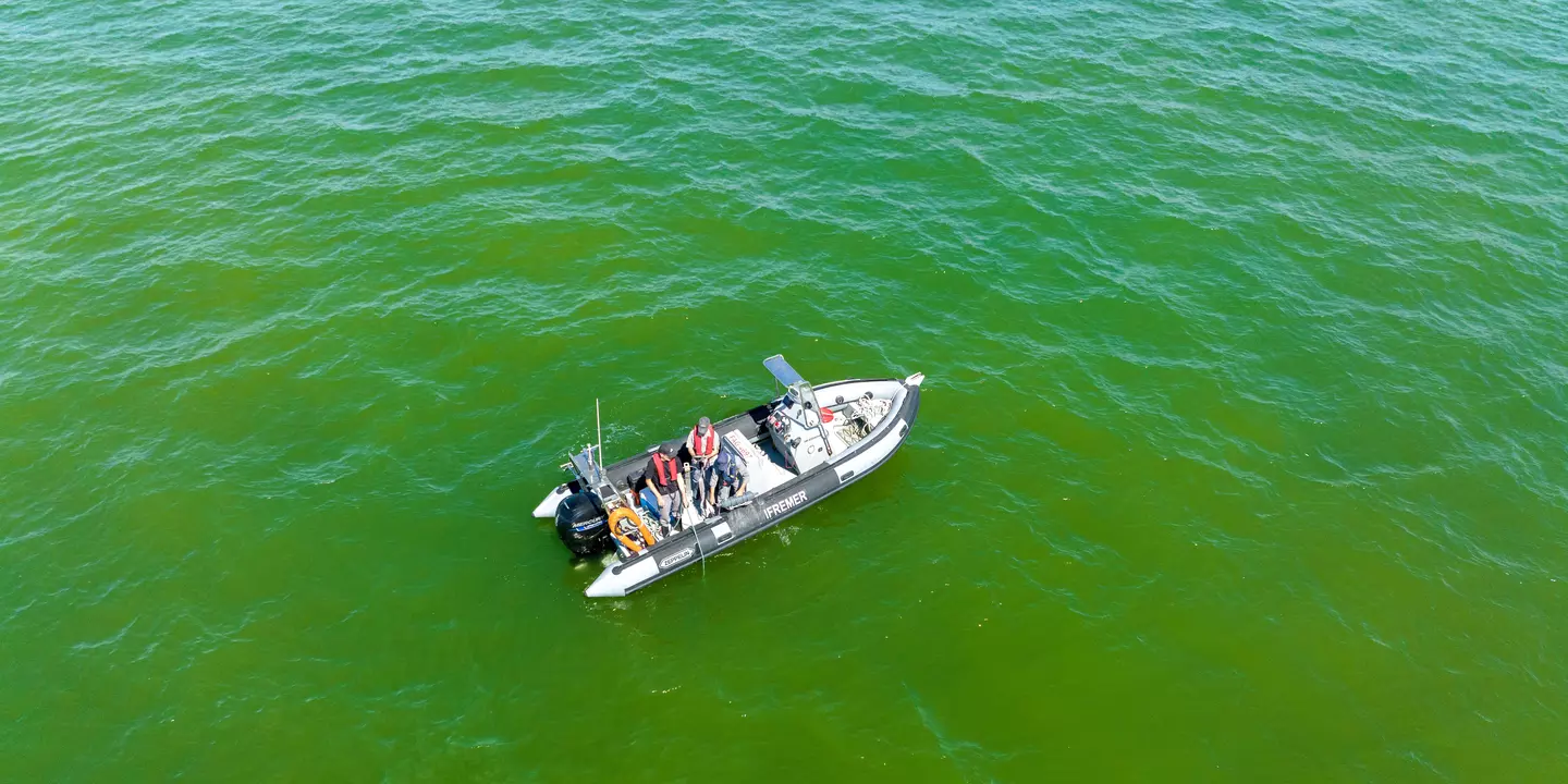 La microalgue Lepidodinium chlorophylium provoque une coloration verte de l'eau en baie de Vilaine