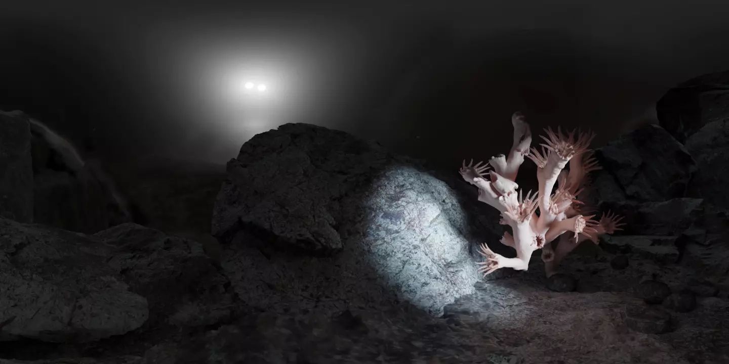 Branche de corail capturée dans le canyon de Lacaze-Duthiers, au large des côtes méditerranéennes, lors de la campagne CALADU 2019