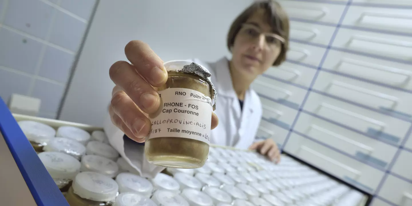 Présentation d'un des échantillons de la banque d'échantillons lyophilisés du Réseau d'Observation de la Contamination CHimique du littoral (ROCCH)