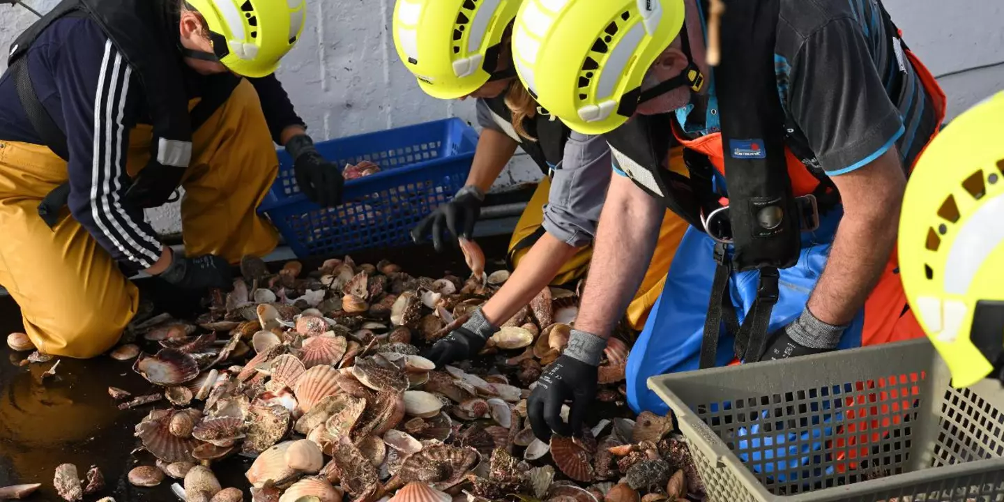 Tri des coquilles Saint-Jacques déposées par la drague, lors de la campgne COSB 2022.