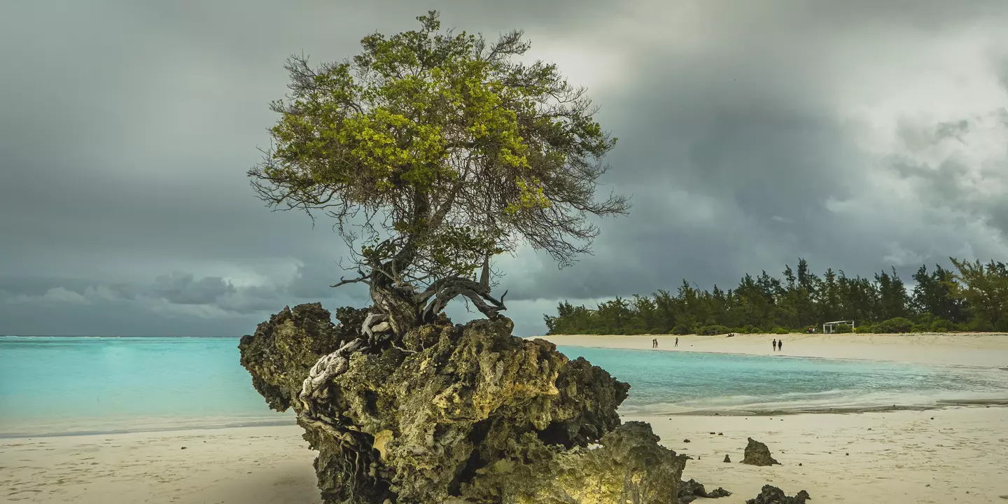 Récif corallien fossile sur une plage des Glorieuses