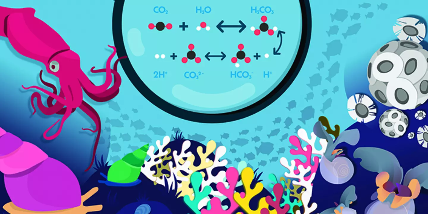 Acidification des océans. Quels effets ? Quelles solutions ?