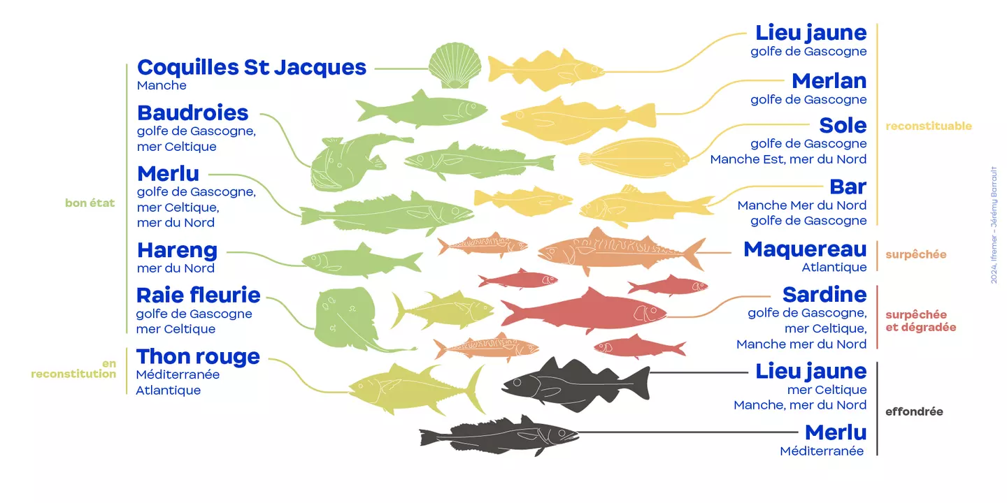 Évaluation 2023 : exemples de populations de poissons classées selon leur état