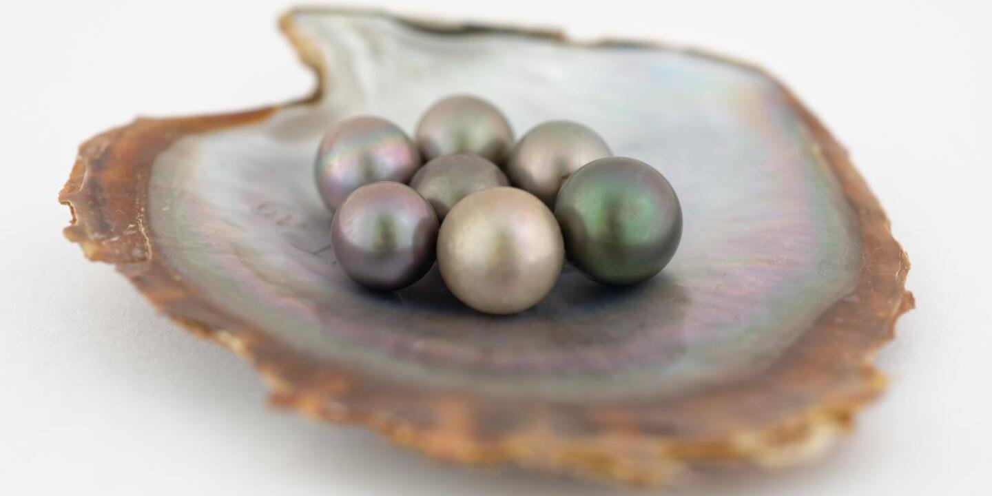 Perles de culture et coquille d'huître perlière Pinctada margaritifera