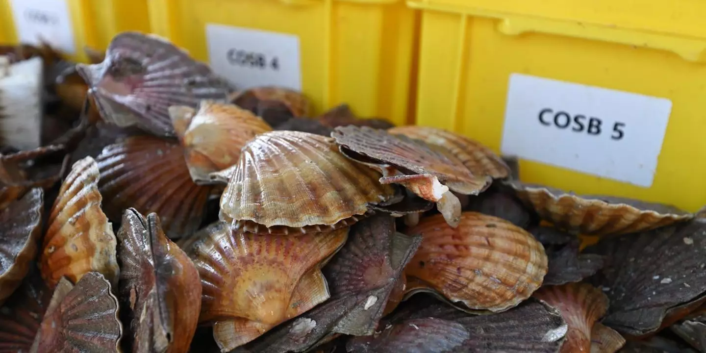 coquilles Saint-Jacques lors d'une campagne d'évaluation en baie de Saint-Brieuc