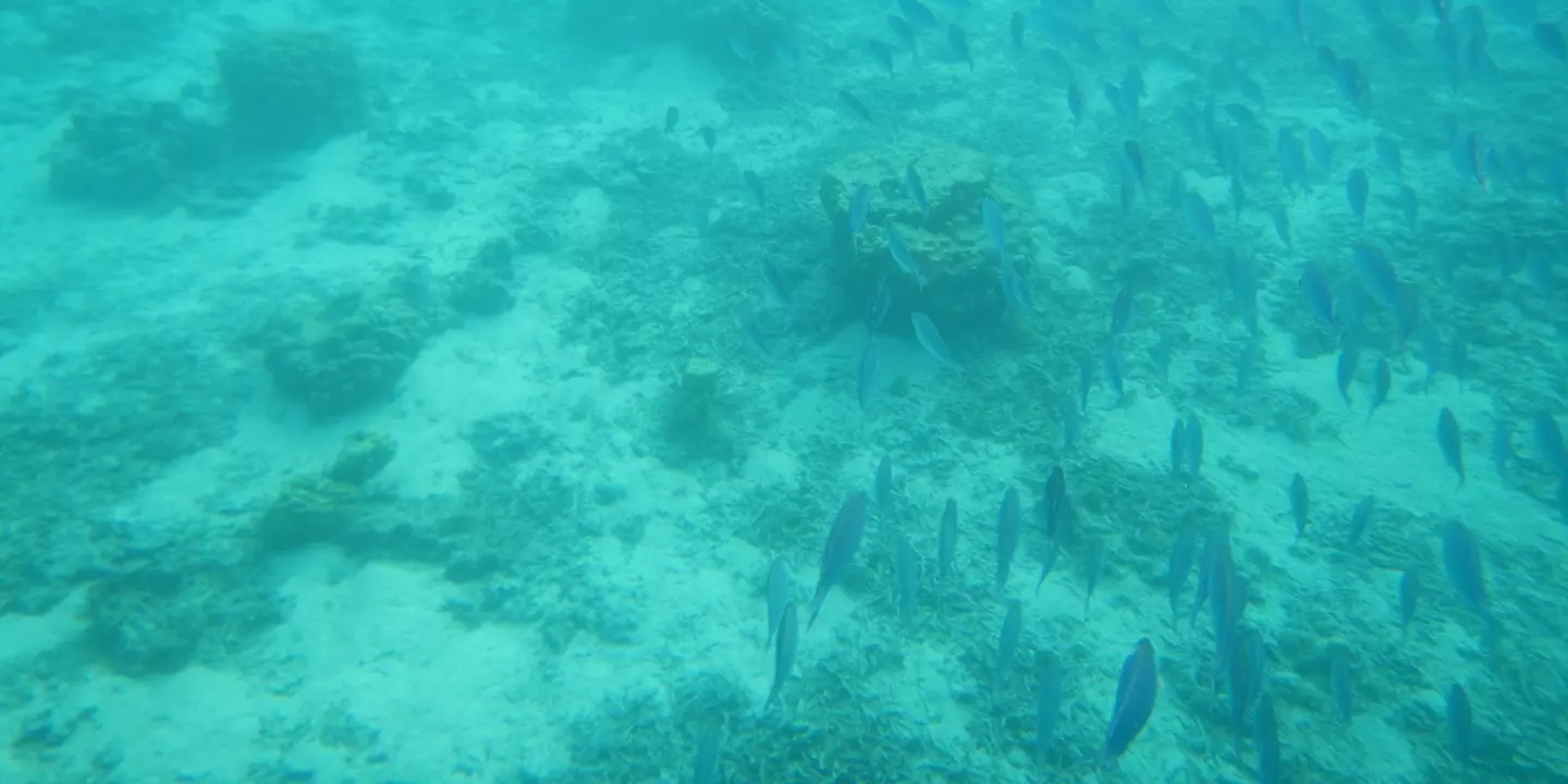 Relâché de Siganus argenteus à la presqu’île de Tahiti