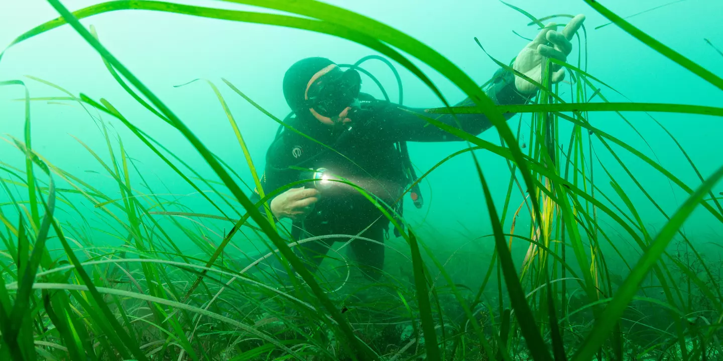 Plongeur observant un herbier de zostère (Zostera marina) à Sainte-Anne-du-Portzic.