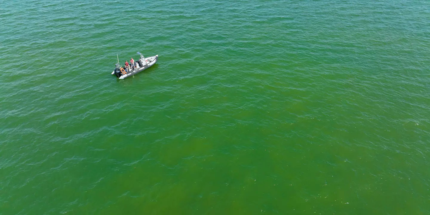 Phénomène d'eau colorée verte en baie de Vilaine - Prélèvements et échantillonnage d'eau depuis le zodiac