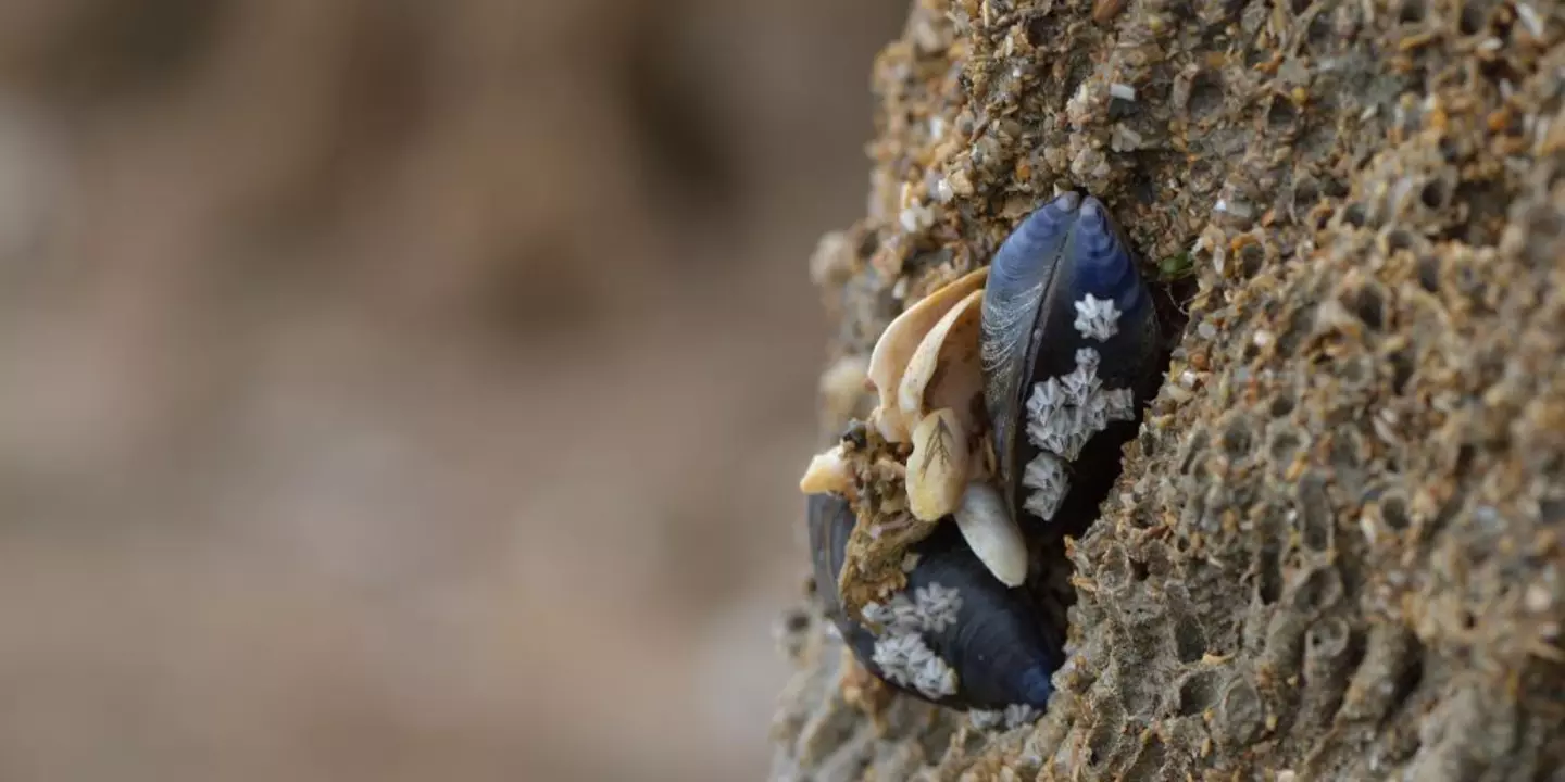 Colonisation de récifs d'hermelles par des moules